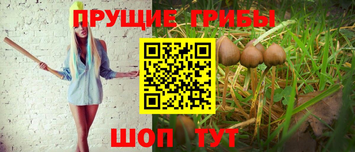 Избербаш  купить  сайты  Вход с VPN  Галлюциногенные грибы Psilocybe 