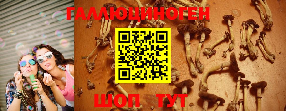 Псилоцибиновые грибы Cubensis Избербаш